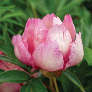 Double Dandy Itoh Peony Thumbnail